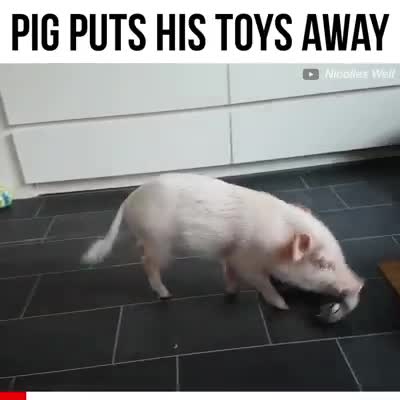 Pig puts his toys away